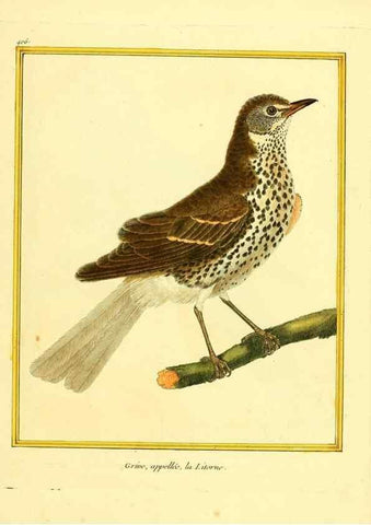 Reproducción/Reproduction 49639821531: Planches enluminées d'histoire naturelle. Paris? :s.n.,1765-1783?. 