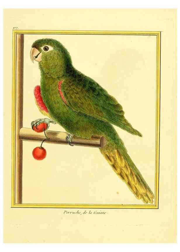 Reproducción/Reproduction 49639821841: Planches enluminées d'histoire naturelle. Paris? :s.n.,1765-1783?. 