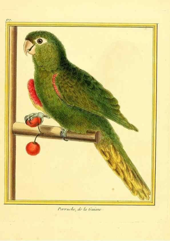 Reproducción/Reproduction 49639821841: Planches enluminées d'histoire naturelle. Paris? :s.n.,1765-1783?. 