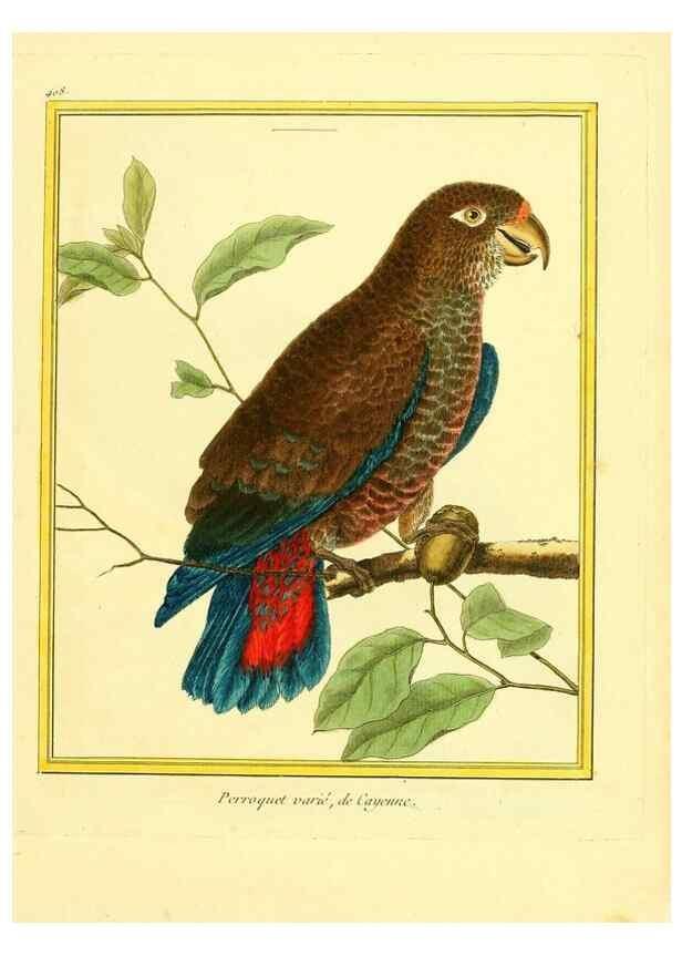 Reproducción/Reproduction 49639296653: Planches enluminées d'histoire naturelle. Paris? :s.n.,1765-1783?. 