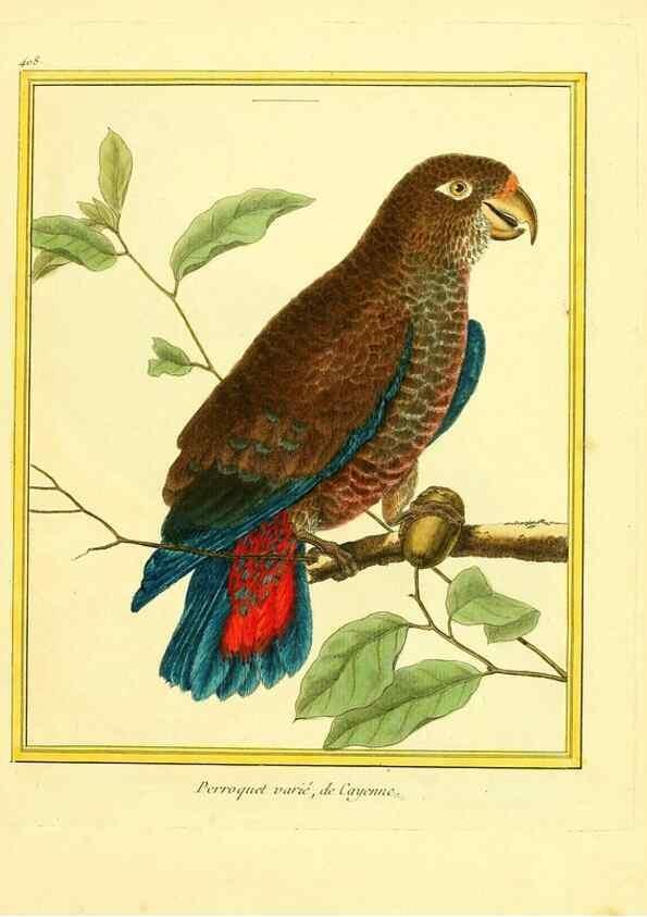Reproducción/Reproduction 49639296653: Planches enluminées d'histoire naturelle. Paris? :s.n.,1765-1783?. 