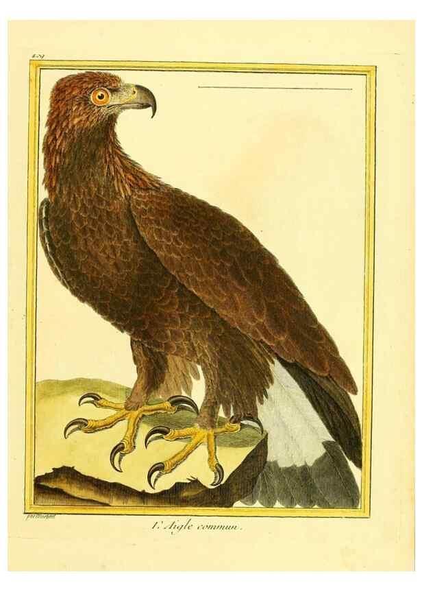 Reproducción/Reproduction 49639296958: Planches enluminées d'histoire naturelle. Paris? :s.n.,1765-1783?. 