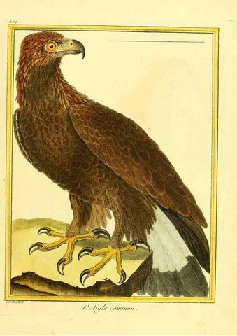 Reproducción/Reproduction 49639296958: Planches enluminées d'histoire naturelle. Paris? :s.n.,1765-1783?. 