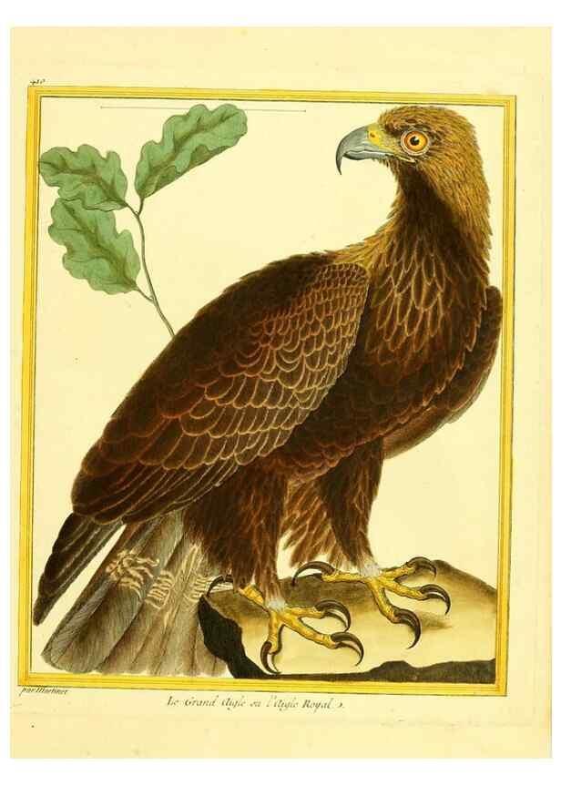 Reproducción/Reproduction 49640095112: Planches enluminées d'histoire naturelle. Paris? :s.n.,1765-1783?. 