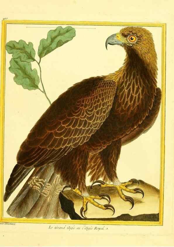 Reproducción/Reproduction 49640095112: Planches enluminées d'histoire naturelle. Paris? :s.n.,1765-1783?. 