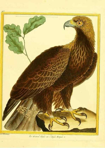 Reproducción/Reproduction 49640095112: Planches enluminées d'histoire naturelle. Paris? :s.n.,1765-1783?. 