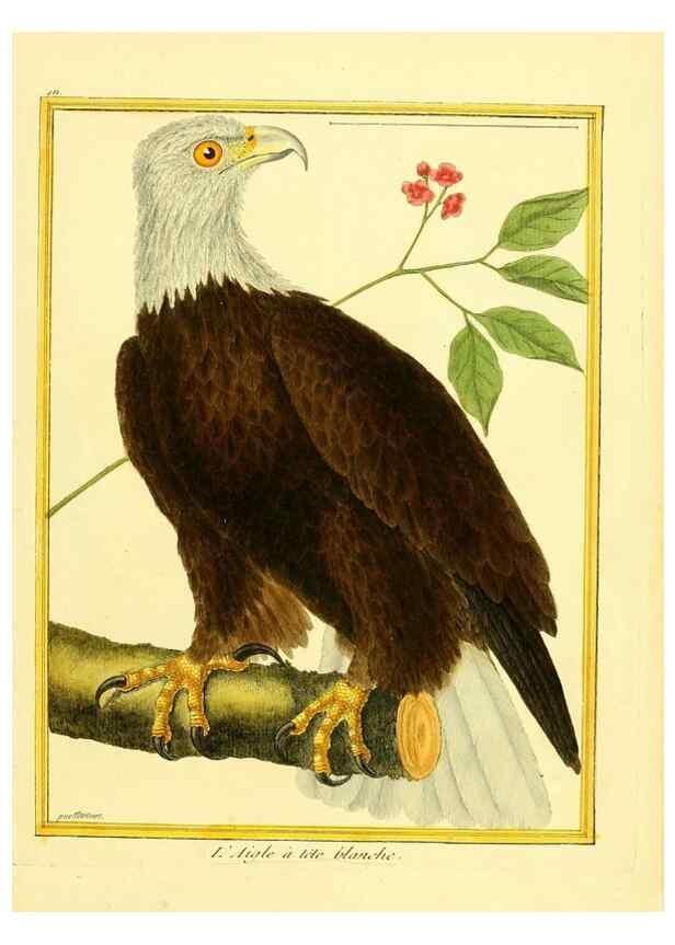 Reproducción/Reproduction 49640095397: Planches enluminées d'histoire naturelle. Paris? :s.n.,1765-1783?. 
