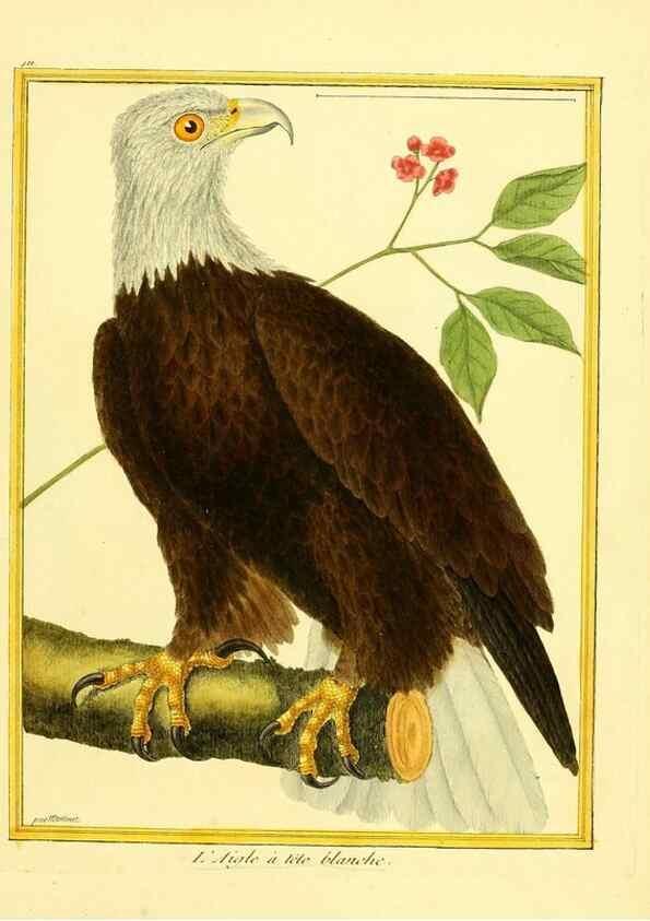 Reproducción/Reproduction 49640095397: Planches enluminées d'histoire naturelle. Paris? :s.n.,1765-1783?. 