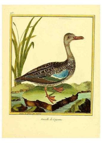 Reproducción/Reproduction 49639820791: Planches enluminées d'histoire naturelle. Paris? :s.n.,1765-1783?. 