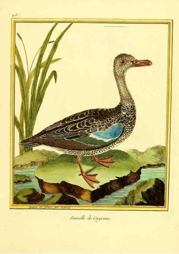 Reproducción/Reproduction 49639820791: Planches enluminées d'histoire naturelle. Paris? :s.n.,1765-1783?. 