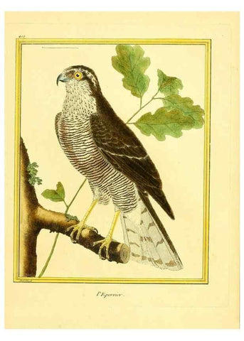 Reproducción/Reproduction 49639297643: Planches enluminées d'histoire naturelle. Paris? :s.n.,1765-1783?. 