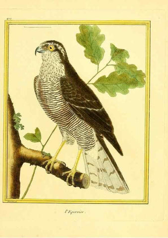 Reproducción/Reproduction 49639297643: Planches enluminées d'histoire naturelle. Paris? :s.n.,1765-1783?. 