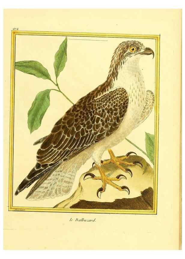 Reproducción/Reproduction 49639298148: Planches enluminées d'histoire naturelle. Paris? :s.n.,1765-1783?. 