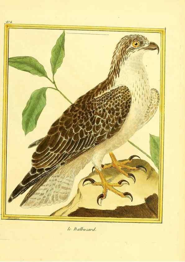Reproducción/Reproduction 49639298148: Planches enluminées d'histoire naturelle. Paris? :s.n.,1765-1783?. 
