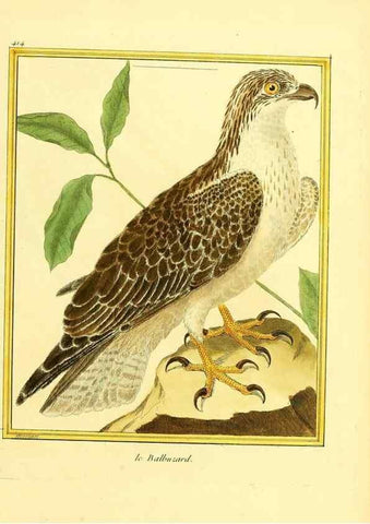 Reproducción/Reproduction 49639298148: Planches enluminées d'histoire naturelle. Paris? :s.n.,1765-1783?. 