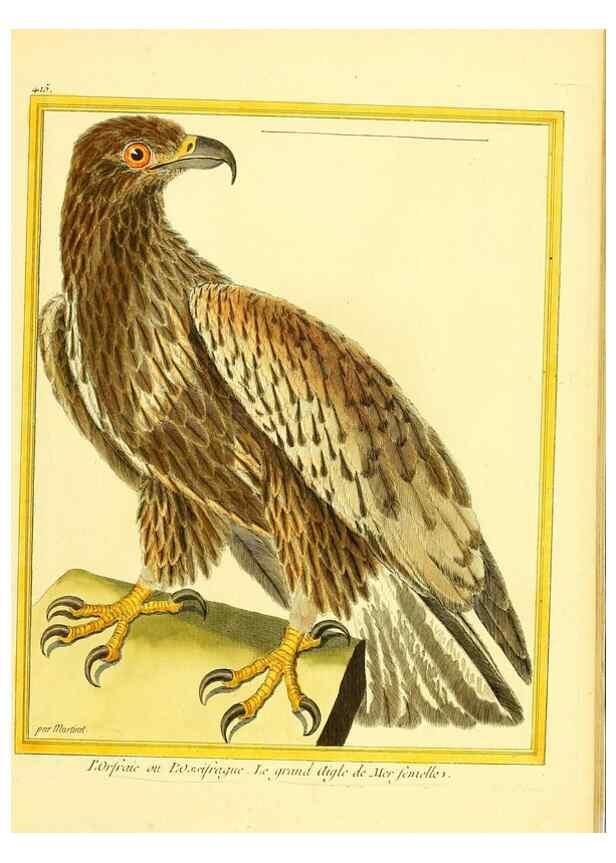 Reproducción/Reproduction 49640096397: Planches enluminées d'histoire naturelle. Paris? :s.n.,1765-1783?. 