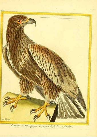 Reproducción/Reproduction 49640096397: Planches enluminées d'histoire naturelle. Paris? :s.n.,1765-1783?. 