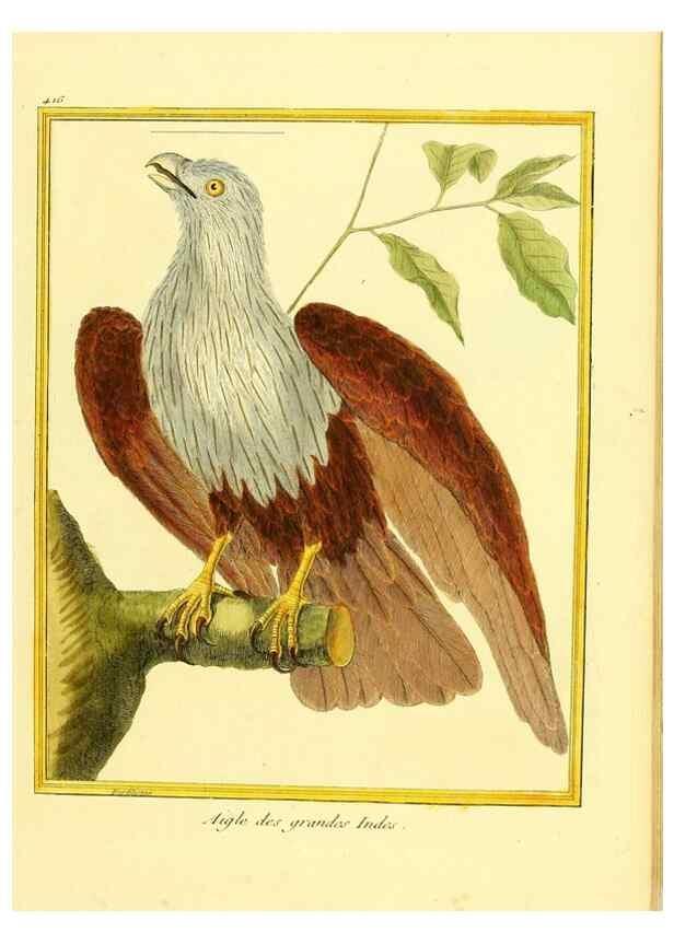 Reproducción/Reproduction 49639824291: Planches enluminées d'histoire naturelle. Paris? :s.n.,1765-1783?. 