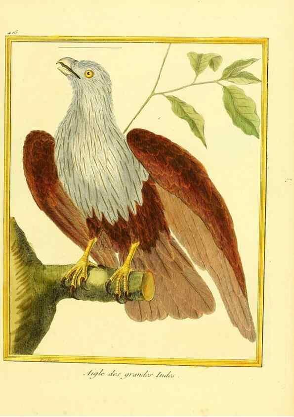 Reproducción/Reproduction 49639824291: Planches enluminées d'histoire naturelle. Paris? :s.n.,1765-1783?. 