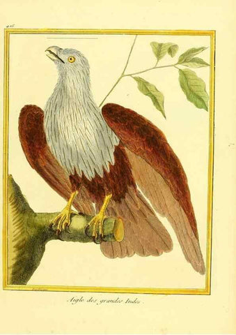 Reproducción/Reproduction 49639824291: Planches enluminées d'histoire naturelle. Paris? :s.n.,1765-1783?. 