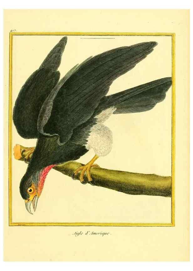 Reproducción/Reproduction 49640096972: Planches enluminées d'histoire naturelle. Paris? :s.n.,1765-1783?. 