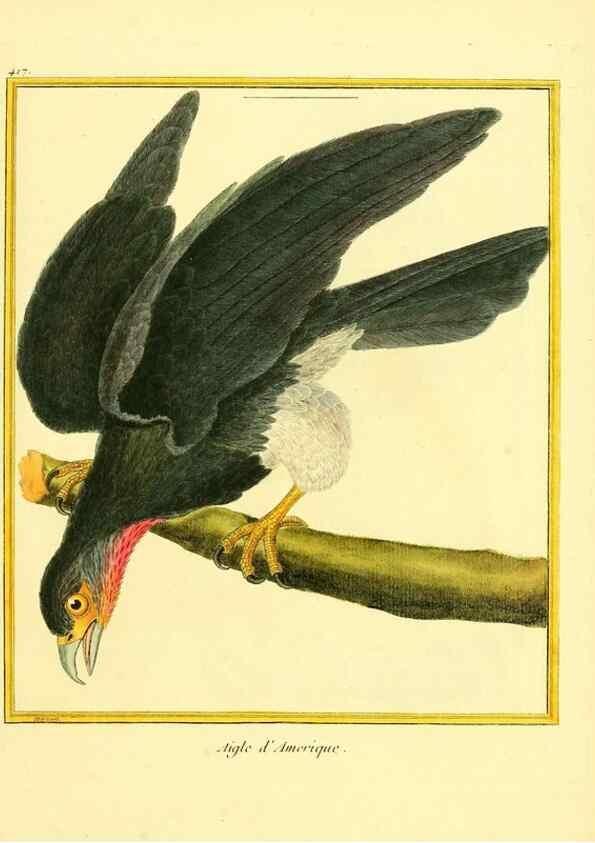 Reproducción/Reproduction 49640096972: Planches enluminées d'histoire naturelle. Paris? :s.n.,1765-1783?. 