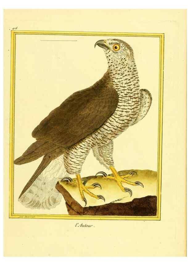 Reproducción/Reproduction 49640097222: Planches enluminées d'histoire naturelle. Paris? :s.n.,1765-1783?. 