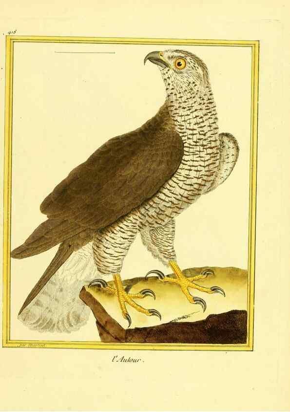 Reproducción/Reproduction 49640097222: Planches enluminées d'histoire naturelle. Paris? :s.n.,1765-1783?. 