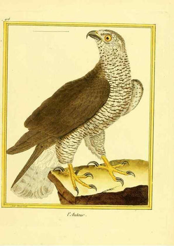 Reproducción/Reproduction 49640097222: Planches enluminées d'histoire naturelle. Paris? :s.n.,1765-1783?. 