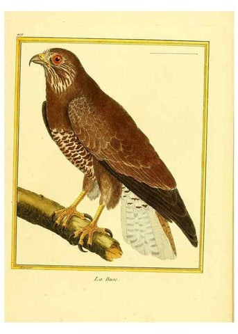 Reproducción/Reproduction 49639299488: Planches enluminées d'histoire naturelle. Paris? :s.n.,1765-1783?. 