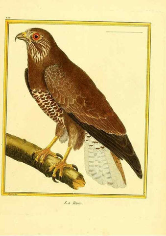 Reproducción/Reproduction 49639299488: Planches enluminées d'histoire naturelle. Paris? :s.n.,1765-1783?. 
