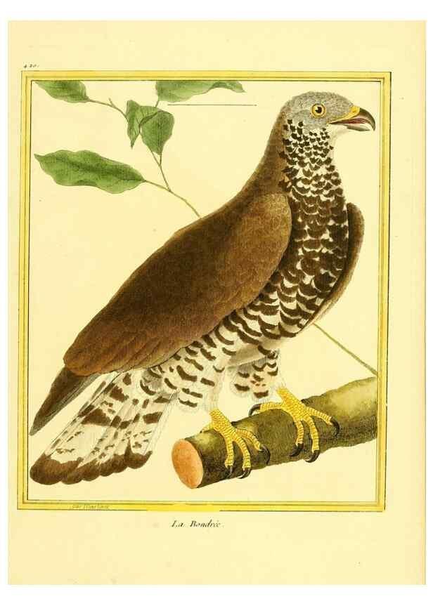 Reproducción/Reproduction 49640097802: Planches enluminées d'histoire naturelle. Paris? :s.n.,1765-1783?. 