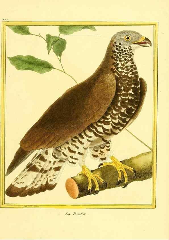 Reproducción/Reproduction 49640097802: Planches enluminées d'histoire naturelle. Paris? :s.n.,1765-1783?. 