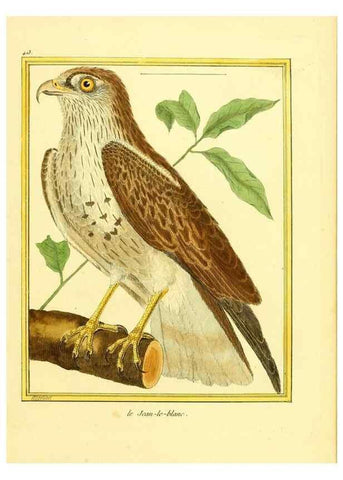 Reproducción/Reproduction 49640095872: Planches enluminées d'histoire naturelle. Paris? :s.n.,1765-1783?. 