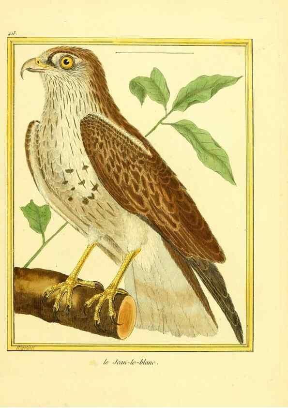 Reproducción/Reproduction 49640095872: Planches enluminées d'histoire naturelle. Paris? :s.n.,1765-1783?. 