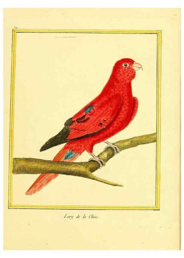 Reproducción/Reproduction 49640010321: Planches enluminées d'histoire naturelle. Paris? :s.n.,1765-1783?. 