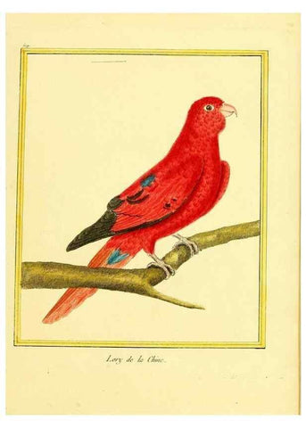 Reproducción/Reproduction 49640010321: Planches enluminées d'histoire naturelle. Paris? :s.n.,1765-1783?. 