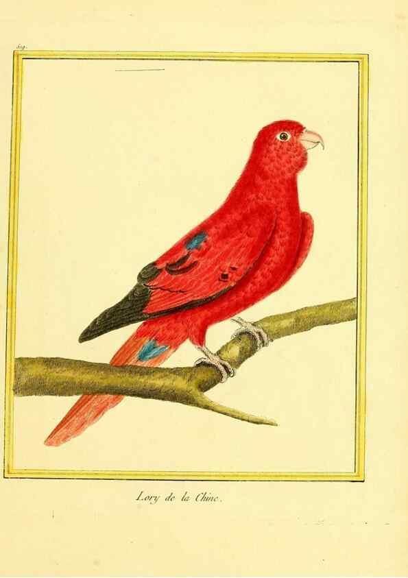 Reproducción/Reproduction 49640010321: Planches enluminées d'histoire naturelle. Paris? :s.n.,1765-1783?. 