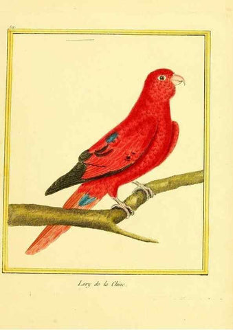 Reproducción/Reproduction 49640010321: Planches enluminées d'histoire naturelle. Paris? :s.n.,1765-1783?. 