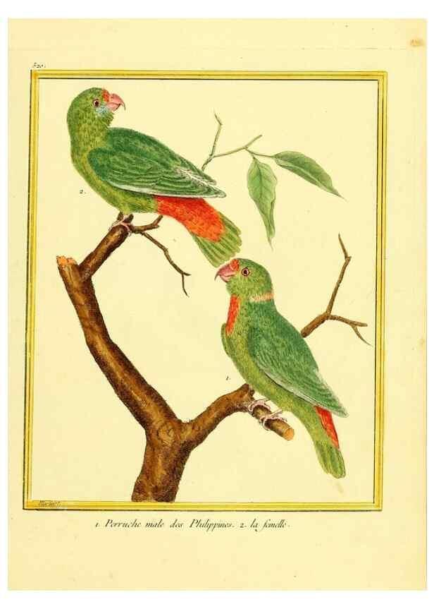 Reproducción/Reproduction 49639486698: Planches enluminées d'histoire naturelle. Paris? :s.n.,1765-1783?. 