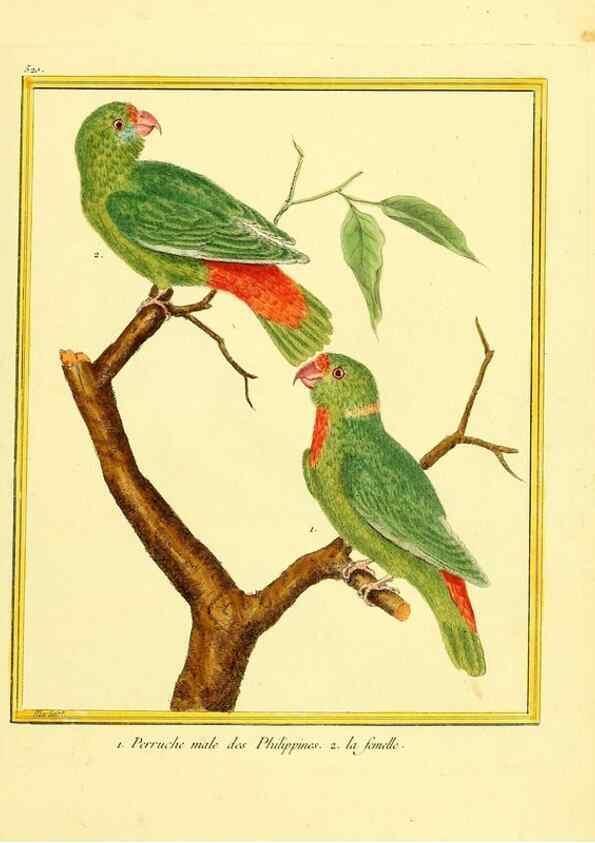 Reproducción/Reproduction 49639486698: Planches enluminées d'histoire naturelle. Paris? :s.n.,1765-1783?. 