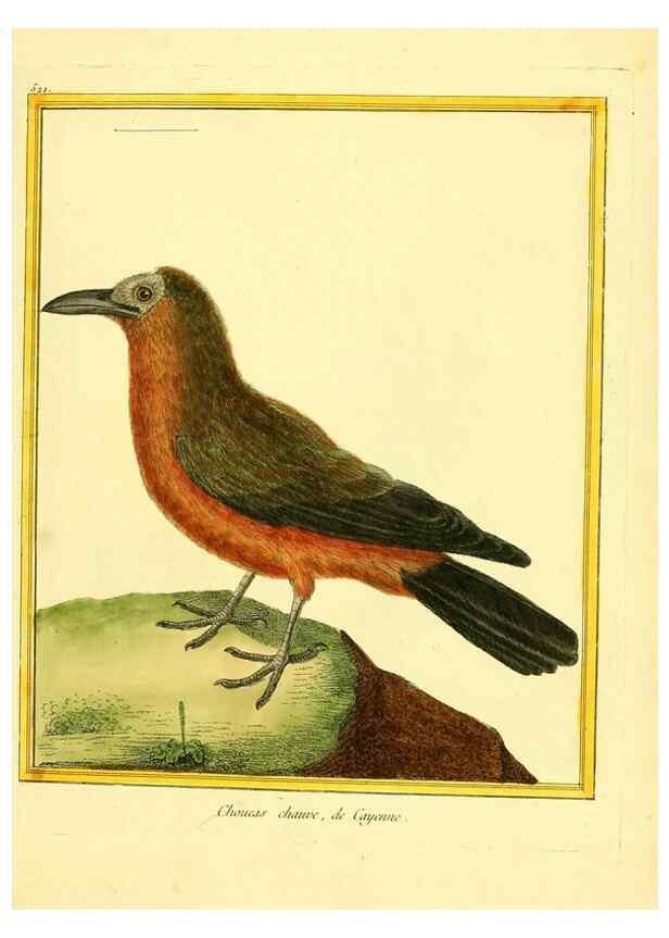 Reproducción/Reproduction 49639486948: Planches enluminées d'histoire naturelle. Paris? :s.n.,1765-1783?. 