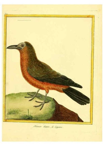 Reproducción/Reproduction 49639486948: Planches enluminées d'histoire naturelle. Paris? :s.n.,1765-1783?. 