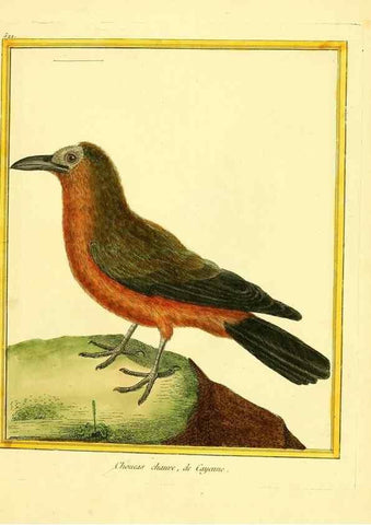 Reproducción/Reproduction 49639486948: Planches enluminées d'histoire naturelle. Paris? :s.n.,1765-1783?. 