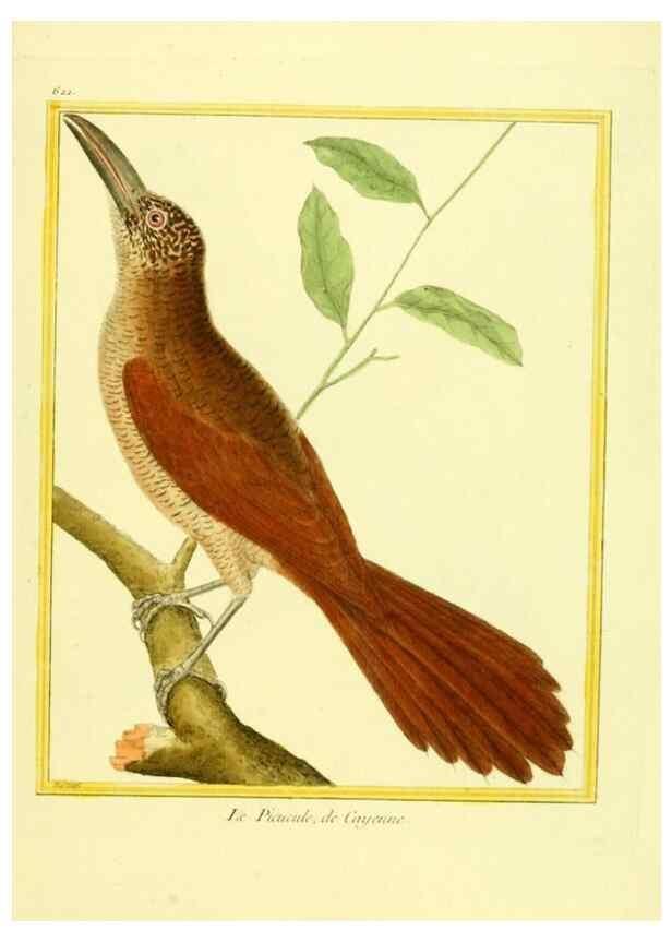 Reproducción/Reproduction 49639567168: Planches enluminées d'histoire naturelle. Paris? :s.n.,1765-1783?. 