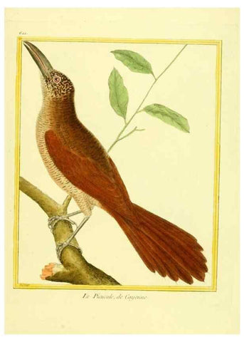 Reproducción/Reproduction 49639567168: Planches enluminées d'histoire naturelle. Paris? :s.n.,1765-1783?. 