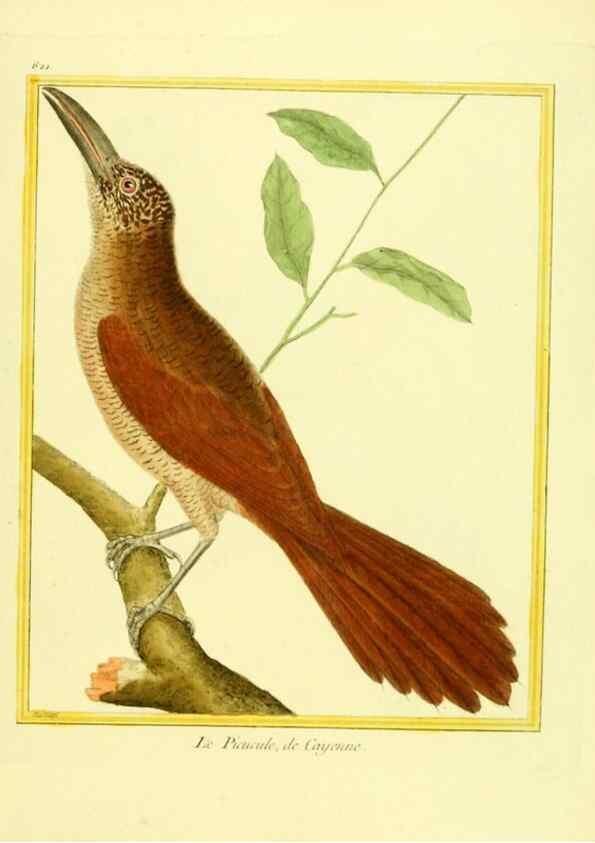 Reproducción/Reproduction 49639567168: Planches enluminées d'histoire naturelle. Paris? :s.n.,1765-1783?. 