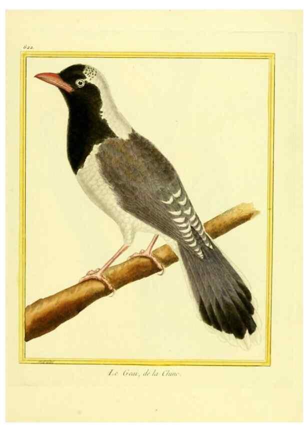 Reproducción/Reproduction 49640091006: Planches enluminées d'histoire naturelle. Paris? :s.n.,1765-1783?. 