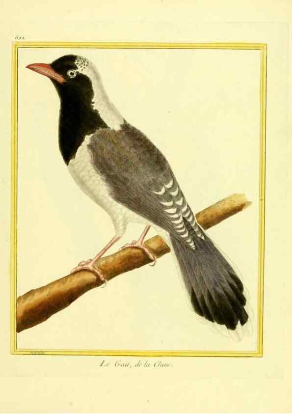 Reproducción/Reproduction 49640091006: Planches enluminées d'histoire naturelle. Paris? :s.n.,1765-1783?. 