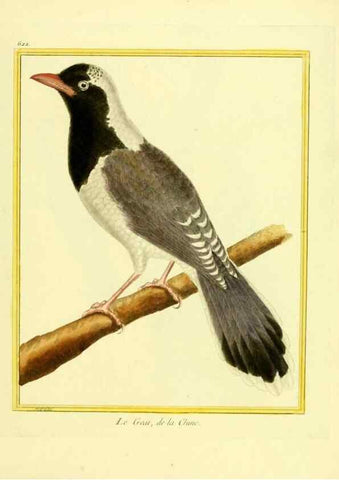 Reproducción/Reproduction 49640091006: Planches enluminées d'histoire naturelle. Paris? :s.n.,1765-1783?. 